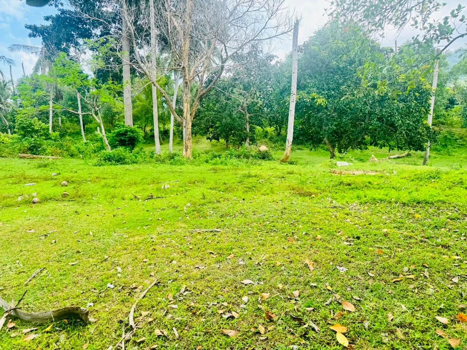 Prime Chaweng Land for Sale - Land for Sale in Chaweng, Koh Samui, Koh Samui