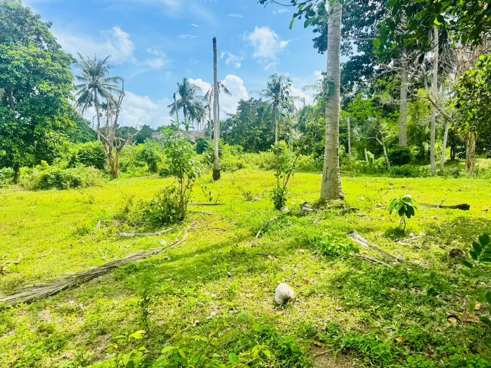 Prime Chaweng Land for Sale