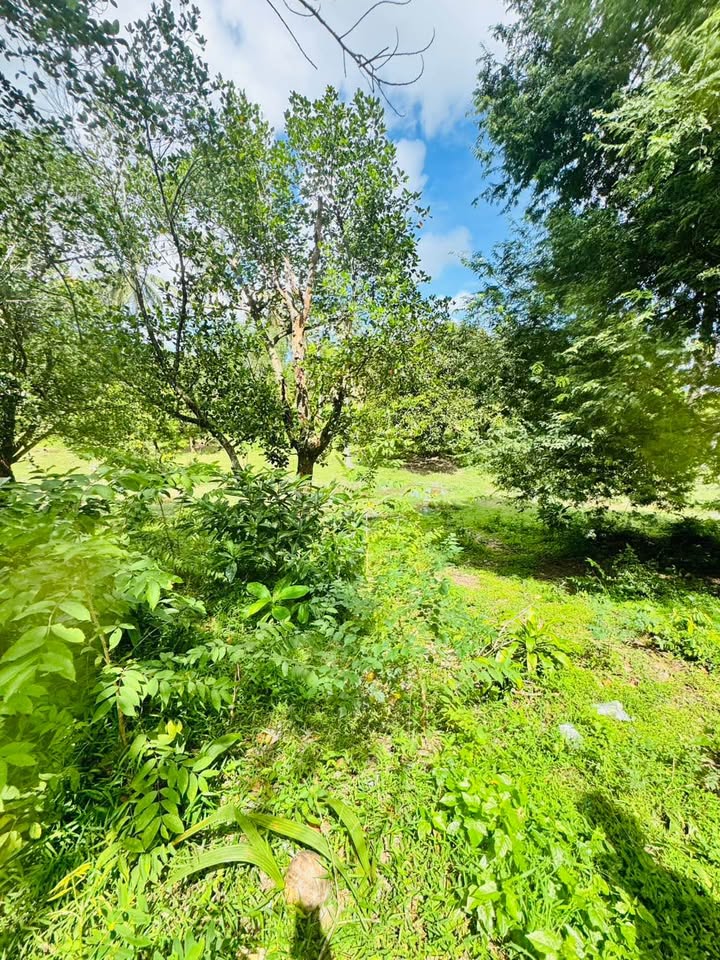 Prime Chaweng Land for Sale