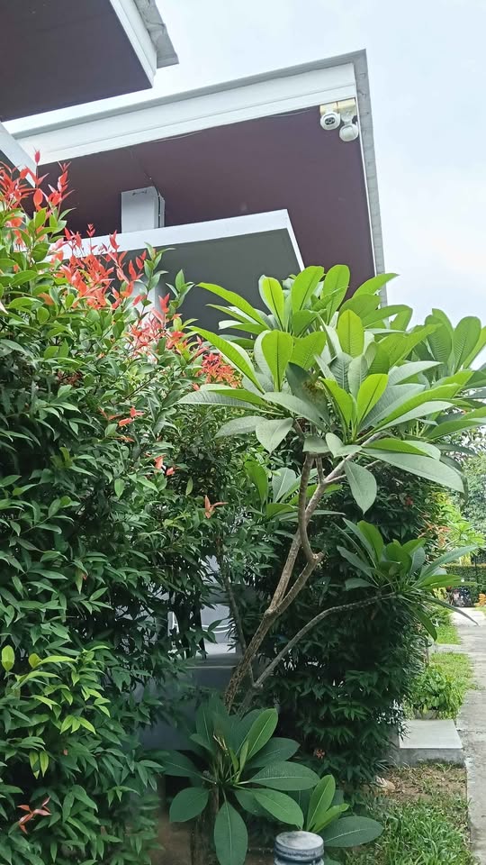1 Bed 1 Bath - House - House for Rent in Laddawan Village, Koh Samui, Surat Thani, Koh Samui