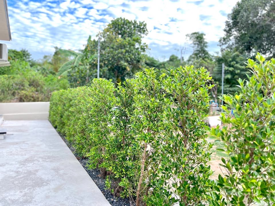 Brand-New House for Rent – Move In Today!